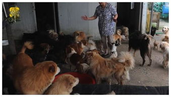 60岁老人收养近600只狗狗,她一句难到不少人 
