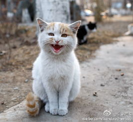 北京 流浪猫伤人案 终审 喂养者负一半责任