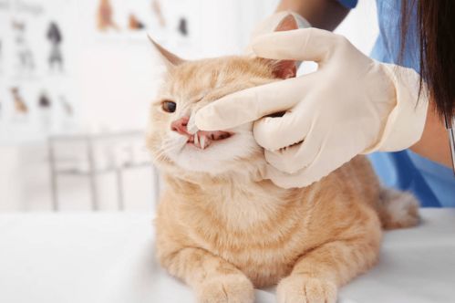 猫咪肝不好有什么症状表现 猫咪肝炎如何治疗