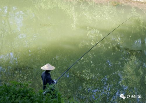 俗语 钓鱼穷三年,玩鸟毁一生,为什么这样说 其实后面还有两句