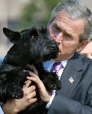 让狗子重返白宫 你所不知道总统和狗子们的二三事 Major 