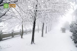 大竹下雪啦 已经有好多人去玩雪了