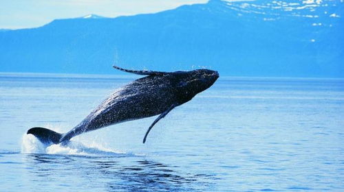 一鲸落万物生,是世界上最有意义的死亡,也是意义上的重生