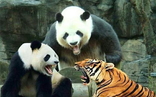 为什么狮子老虎见到大熊猫要绕道走 看完大熊猫的来历,明白了