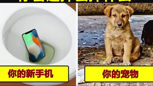 脑力测试 手机和宠物,如果是你会选择丢掉哪一样呢 