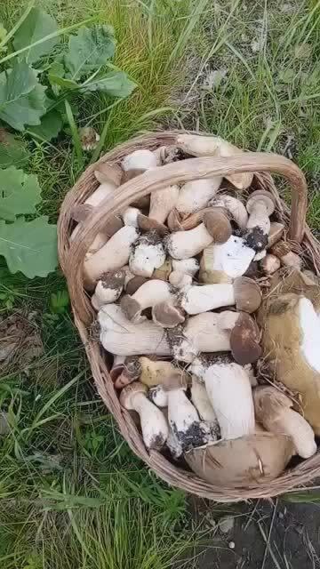 今天捡蘑菇的收获,这么多的蘑菇满满的一大筐 