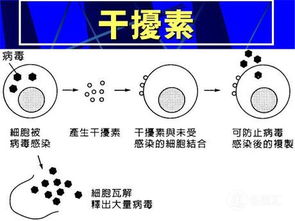 王春喜谈乙肝先服阿德福韦酯后服恩替卡韦是否合理