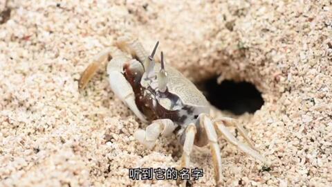 角眼沙蟹科普异类宠物爬宠爬虫观赏蟹宠物蟹