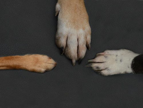 狗狗指甲包含血管神经,剪指甲时要当心 如何剪指甲狗狗才不抗拒
