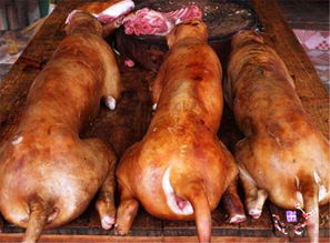 事实证明玉林狗肉节不是被吃客们吃火的,是被爱狗人士抵制火的