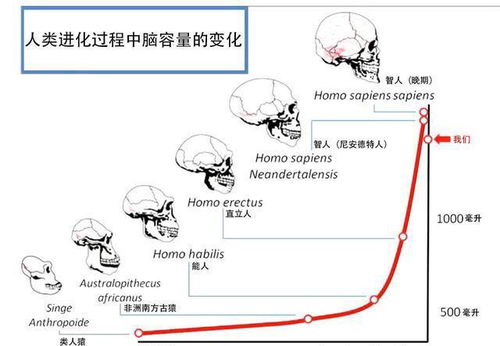 我们的大脑只开发了10 爱因斯坦也只开发了15 可能你误会了