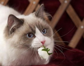 猫咪吃了猫草后死了为什么 猫吃完猫草吐黄水