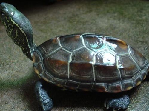 宠物龟 普通草龟 极品草龟有什么不同 