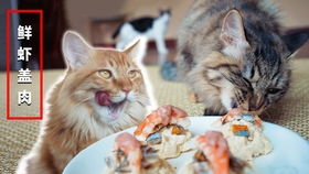 自制猫饭,喵咪的产后营养餐