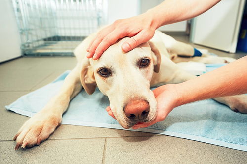 什么原因引起的狗狗尿血 怎样预防治疗 会不会死
