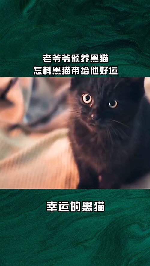 老爷爷领养黑猫,怎料黑猫带给他好运 