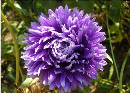 紫菀花的花语是什么,我想知道各种花的花语？（如雏菊、紫菀什么的）？