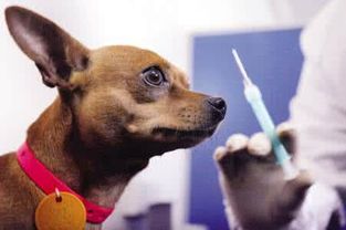 狗狗注射疫苗中的四大常见问题和误区,你清楚吗 