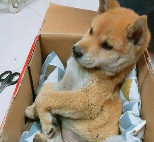 路边捡到一只呆萌的小狗,看了箱子里的纸条,真让人心寒