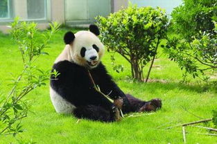 大熊猫生活环境的特点 