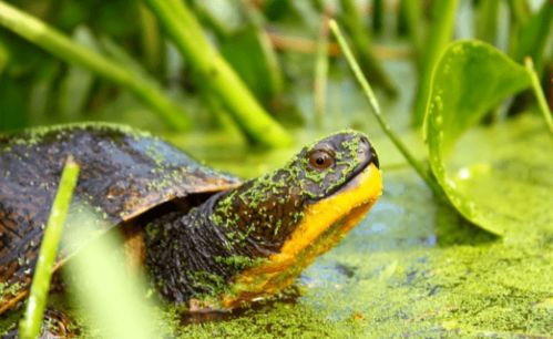 模拟自然的养龟,用绿水还是泥水