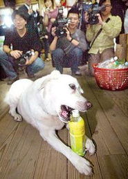 台湾环保犬用嘴做垃圾分类 一叼12年 