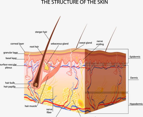 皮肤结构示意图 皮肤结构示意图画法 