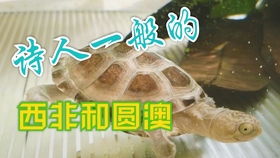 圆澳龟 西非侧颈龟 混养 原生缸造景 迷你鱼缸造景 深水龟宠物龟 龟苗