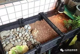 阳台栽培箱DIY 陆龟环境 设计 
