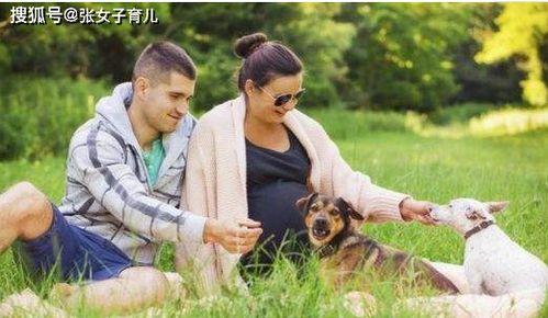 专家建议怀孕养宠狗吗，怀孕期间适合养狗吗