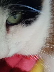 我家的猫今早眼睛里的分泌物是血红色的,平时都是褐色的,请问有人知道这是啥症状吗 