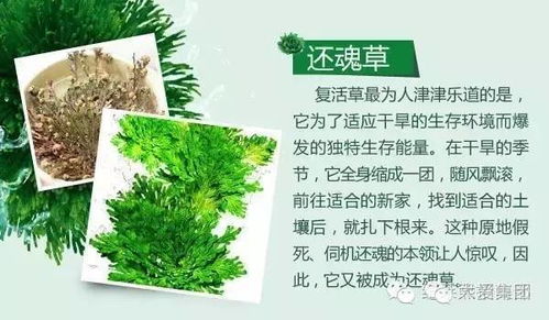 复活草是什么 复活草加在护肤品里有什么用