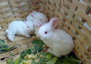 纯种新西兰兔,肉兔子多少钱一只哪里便宜