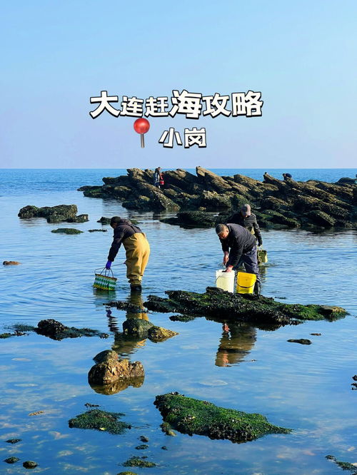 大连赶海攻略 小岗海滩,免费的快乐 