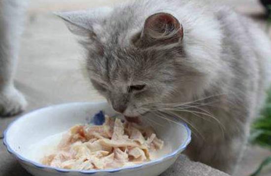 穷人猫咪食谱(穷人猫饭怎么做)