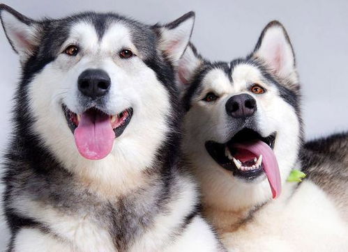 阿拉斯加和哈士奇有啥区别 养狗人士 差别大着呢