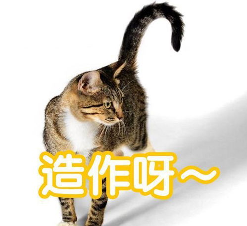 你的猫是否信任你 从这几点表现就可以看出来