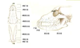 小德牧怎样能看出来是几个月 