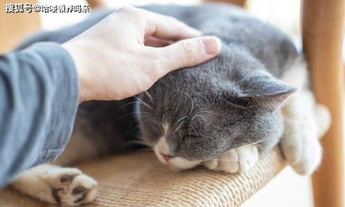 喜欢猫咪但猫毛过敏,还能养猫吗 从根源介绍起猫毛过敏该怎么办