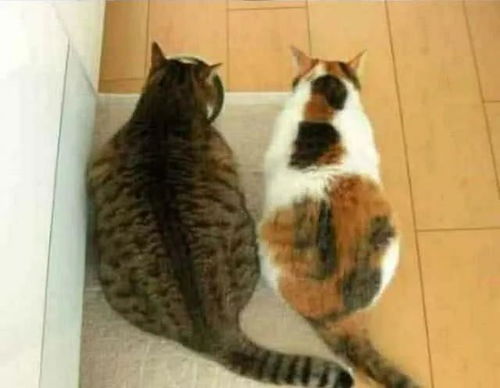 每日一逗 家里的猫太肥了,主人想养只瘦的同化一下,结果