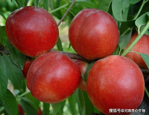 油桃一年用多少肥合适 油桃什么时候打膨大素 油桃高产用什么肥料