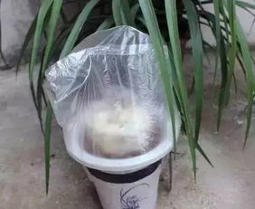 塑料袋DIY养花器