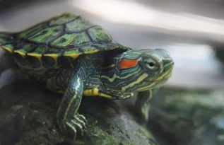 巴西龟喜欢水深还是水浅？
