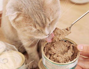 别总急着给猫囤罐头,你知道主食罐头和零食的罐头的区别吗