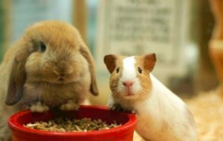 如何让宠物兔爱上吃兔粮 