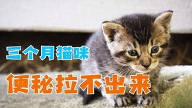 猫便秘怎么快速解决