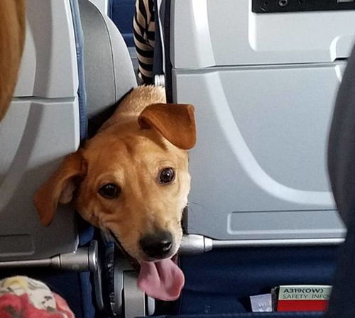 坐飞机能带狗吗 这回答有点骚 
