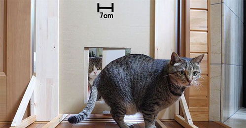猫咪试验 检验猫咪可以穿过多狭小的空隙,令人咂舌的结果