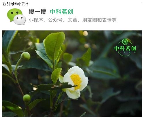 关于茶树花的诗句