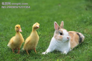 小动物宠物兔鸭27模板下载 676159 